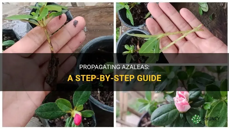 Expand Your Garden: Propagate Azaleas from Cuttings Simply